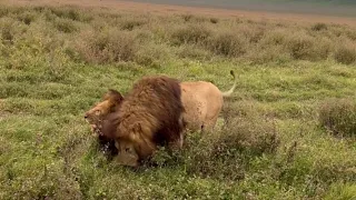 Enormous Dark Mane Lions | Lake Quintet Male of Ngorongoro crater | 13 May 2024