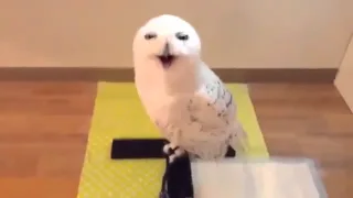 Сова смеется как человек.Смешное видео про животных!!The owl laughs like a human