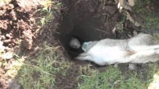 Severn Valley Ratters Go Ferreting for Rabbits! Rabbiting 2014