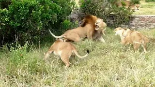 wildlife two lions fight to see who s king hd