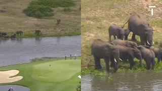 Elephants STOP Golfers Playing!