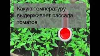 Какую температуру выдерживает рассада томатов