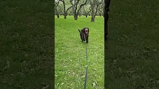 #runningdog #dog #spaniel #nature #field #fieldspaniel