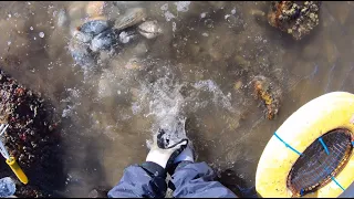 Digging Soft Shell (Steamers) in Cape Cod