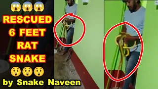 Rescued rat snake 🐍😍😍😍#indiansnakes #instagram #reels #shorts #reel #naturelovers #world #wildlife