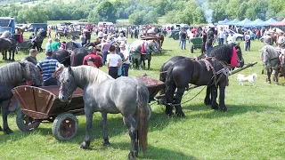 Târg expozițional de cai Gura Putnei - Suceava 13 Iunie 2022 ep. 2