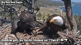 Big Bear🦅Shadow gets His Talons Chewed On... Twice! 🐠🐟2022-05-26