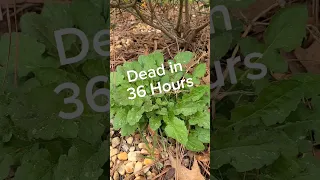 Kill Weeds Crazy Fast