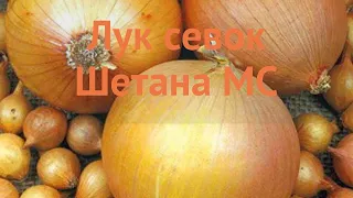 Лук овощной Шетана МС (shetana ms) 🌿 обзор: как сажать, лук-севок и чеснок лука Шетана МС