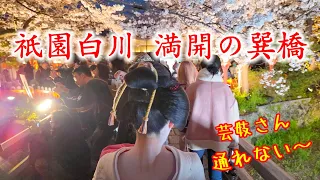 4月4日(木)ついに満開でごった返す巽橋🌸祇園白川全満開のライトアップを歩く【4K】Cherry blossoms in full bloom in Kyoto Gion