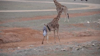 Giraffe Birth at Monarto Zoo