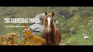 A Year with The Carneddau Ponies | In all weathers these ponies live semi wild on the mountains.