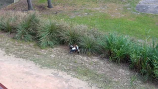 Waterfowl Fighting at Disney's Animal Kingdom Lodge