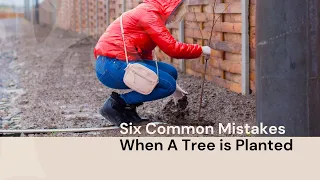 6 Common Mistakes When a Tree is Planted  🚧 Expert Tips from a Certified Arborist (Proper Planting)