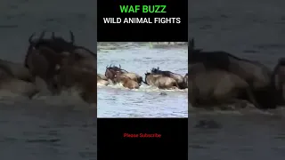 Lucky! Wildebeests Narrowly Avoid Crocodile Attacks #shorts