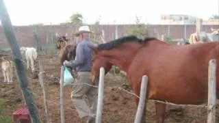 DON PONCHO VERDE