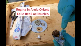 Regina in Arnia Orfana - Trasferimento Celle Reali