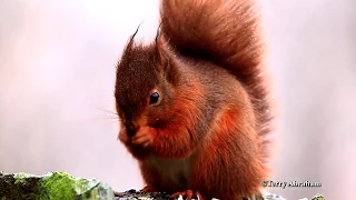 Red squirrel in The Lake District: Copyright Terry Abraham
