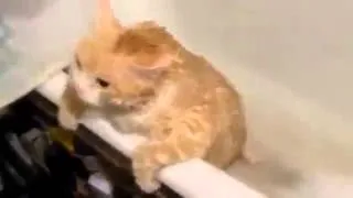 Толстый рыжий кот в ванной