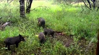 The Warthogs Come for Dinner