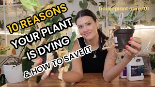 10 REASONS Your Plant Is DYING & How To SAVE Your Plant - Houseplant Care 101 - Indoor Plant Care