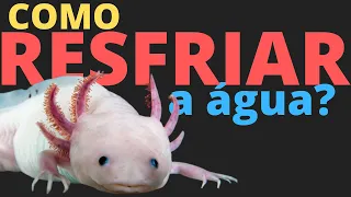 AXOLOTE - QUAL Temperatura ideal e  Alimentação do Aquário de Axolotl?