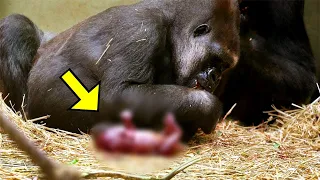 Gorilla Gives Birth To Something Rare, The Staff Shocked When Noticing Her Offspring!