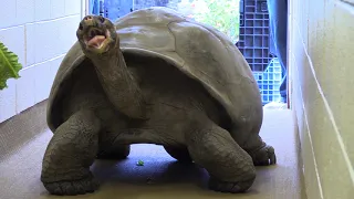 Meet Abrazzo the Galapagos Tortoise