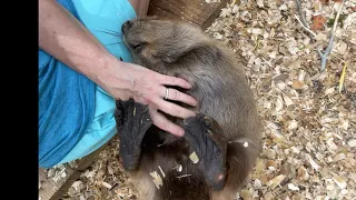 Belly rubs for Tulip