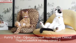 ПРИКОЛЫ смешные коты лучшая подборка самых смешных моментов funny cats 2017 смешное видео про котов