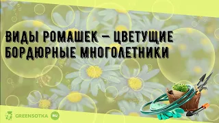 Виды ромашек — цветущие бордюрные многолетники