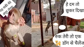 रानी बेबी के अंगूर लेग्या मंकी तो पीछे लगा 🐕 डॉग Monkey grabs Rani Baby's grapes and follows him