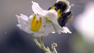 Slo-Mo Footage of a Bumble Bee Dislodging Pollen