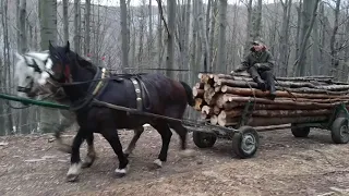 На конях в ліс по дрова