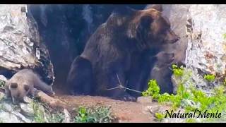 OSA juega con OSEZNOS delante de la OSERA (Mother Bear Playing with Cubs) #diadelamadre