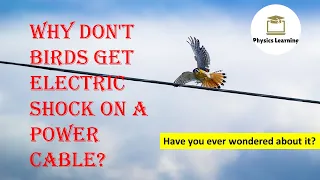 Why don't birds get electric shock on a power cable? | Have you ever wondered about it?