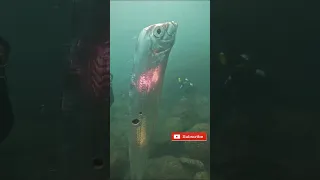 Doomsday fish seen by taiwan divers |Giant Oarfish