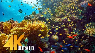Красное море 4K - Мир коралловых рифов (9 часов) Подводные чудеса #2