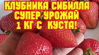 /Клубника Сибилла! Взвешиваем урожай с куста! /