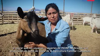 Programa de Fortalecimiento Caprino Lechero, convenio IICA INDAP