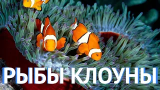 Морской рифовый аквариум - Рыбы клоуны