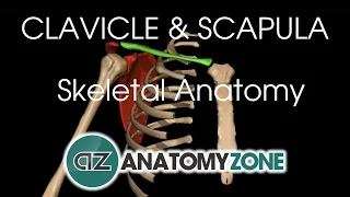 Clavicle and Scapula - Shoulder Girdle - Anatomy Tutorial