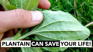 Wild Edibles with Sergei Boutenko: Plantain–Plantago spp. | This Plant Can Save Your Life!