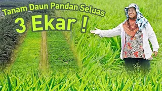 Ditinggal Suami, Kini JUTAWAN Pandan | Pandan Wangi Kuala Selangor