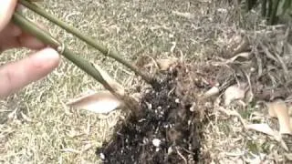 Propagating Bamboo from Rhizomes