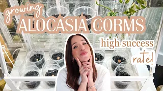 🌱growing alocasia corms | easy + high success✨with this method | fluval stratum