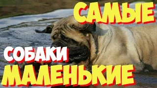 Самые маленькие породы собак в мире | ТОП 10 самых маленьких пород собак в мире