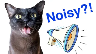 Are Burmese Cats Noisy? 📣 🐈‍⬛ Cute Cats Meowing, Yowling, Purring, & Mrrp! Cat Sound and Voice!