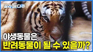 고기 냄새만 맡아도 으르렁 거리는 호랑이와 사자들 | 앞발로 내리치는 무게 800KG | 극한직업 | #골라듄다큐