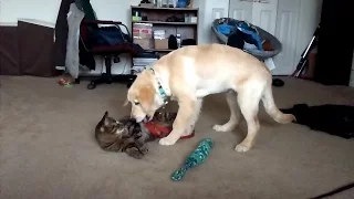Puppy Throws Up on Cat